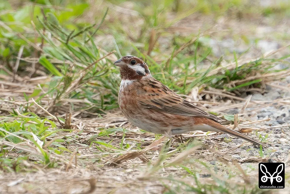 シラガホオジロ