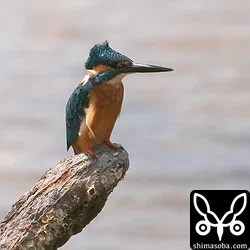 カワセミ
