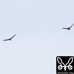 農耕地上空を飛ぶ2羽のカンムリワシ。左の個体は「ポイント」と呼ばれているメス。右は目が暗色のオス。盛んにディスプレイ飛行をしていました。