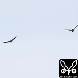 カンムリワシ
