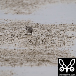今季初のオジロトウネン。コチドリとヒバリシギの群れに1羽だけ混じっていました。