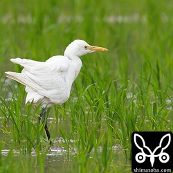 翼が折れたアマサギ。春の渡りでアマサギの数が増えてきましたが、たまにこのようなけがをした個体がいます。電線にでも当たったのでしょう。