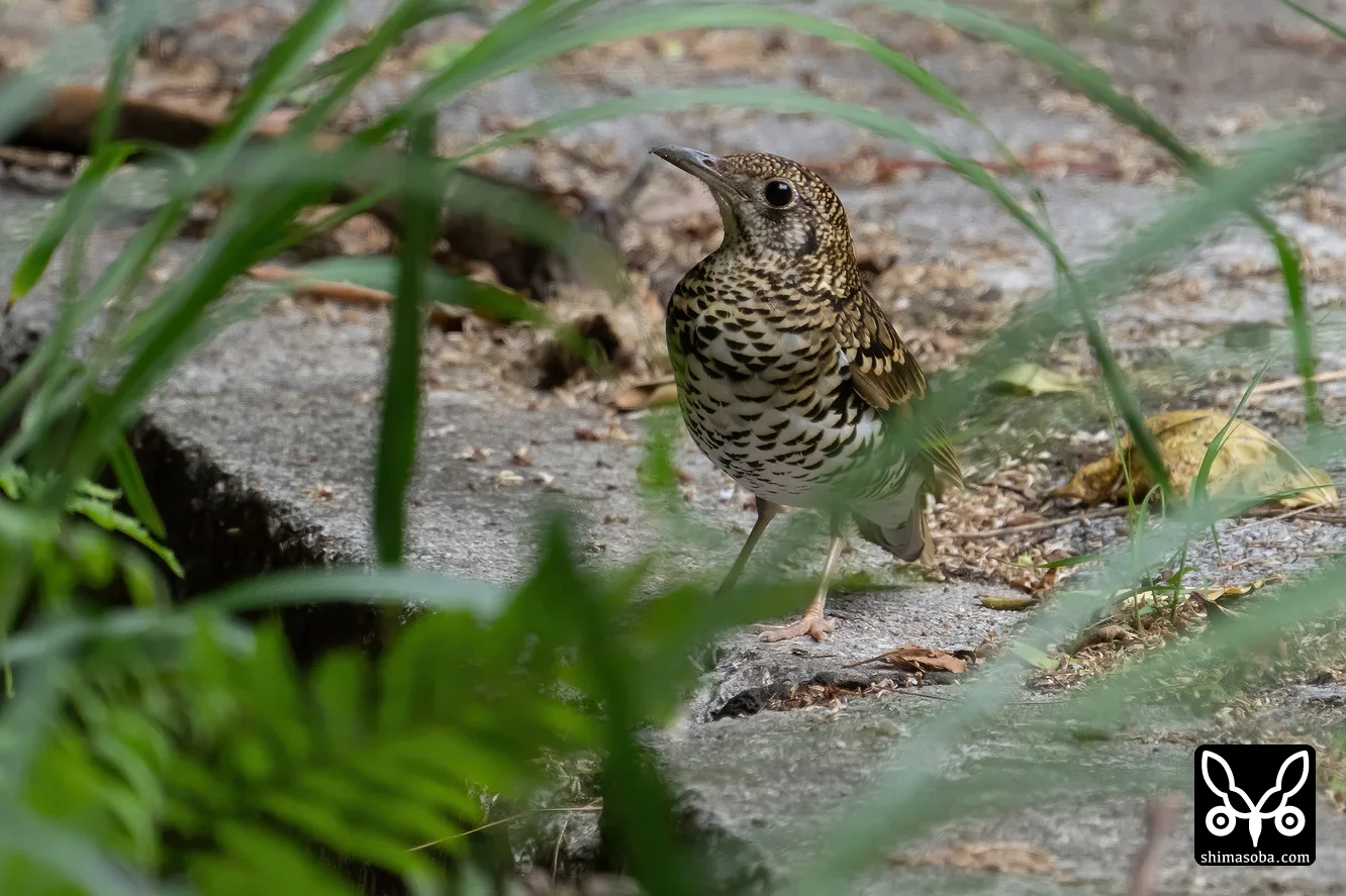 トラツグミ