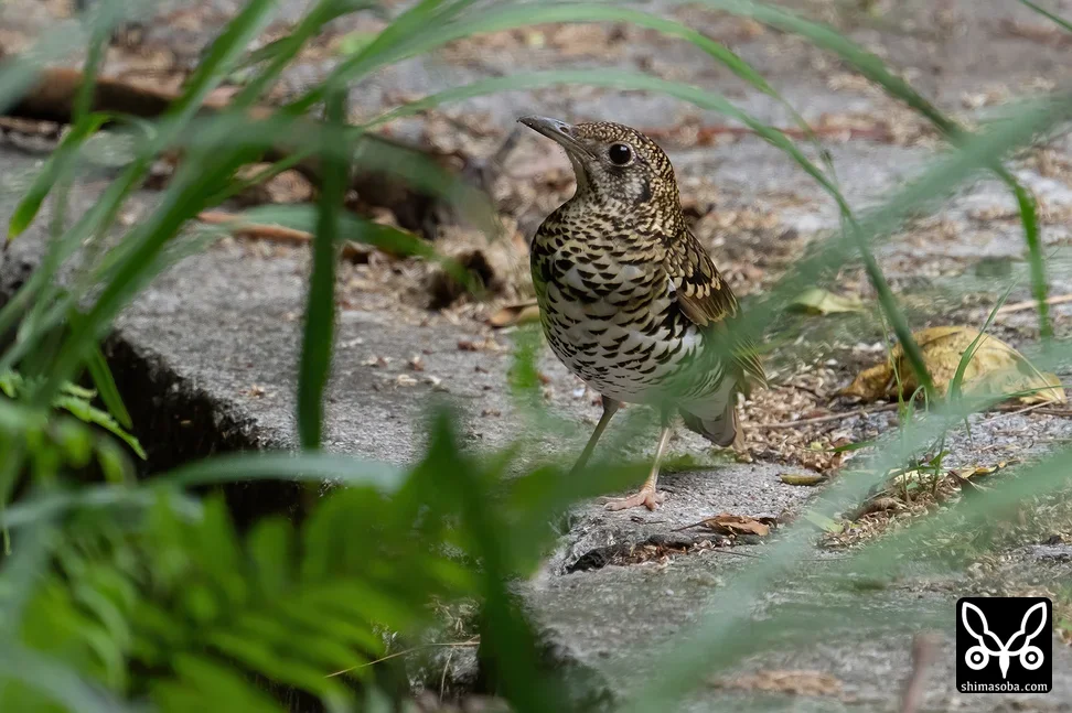 トラツグミ