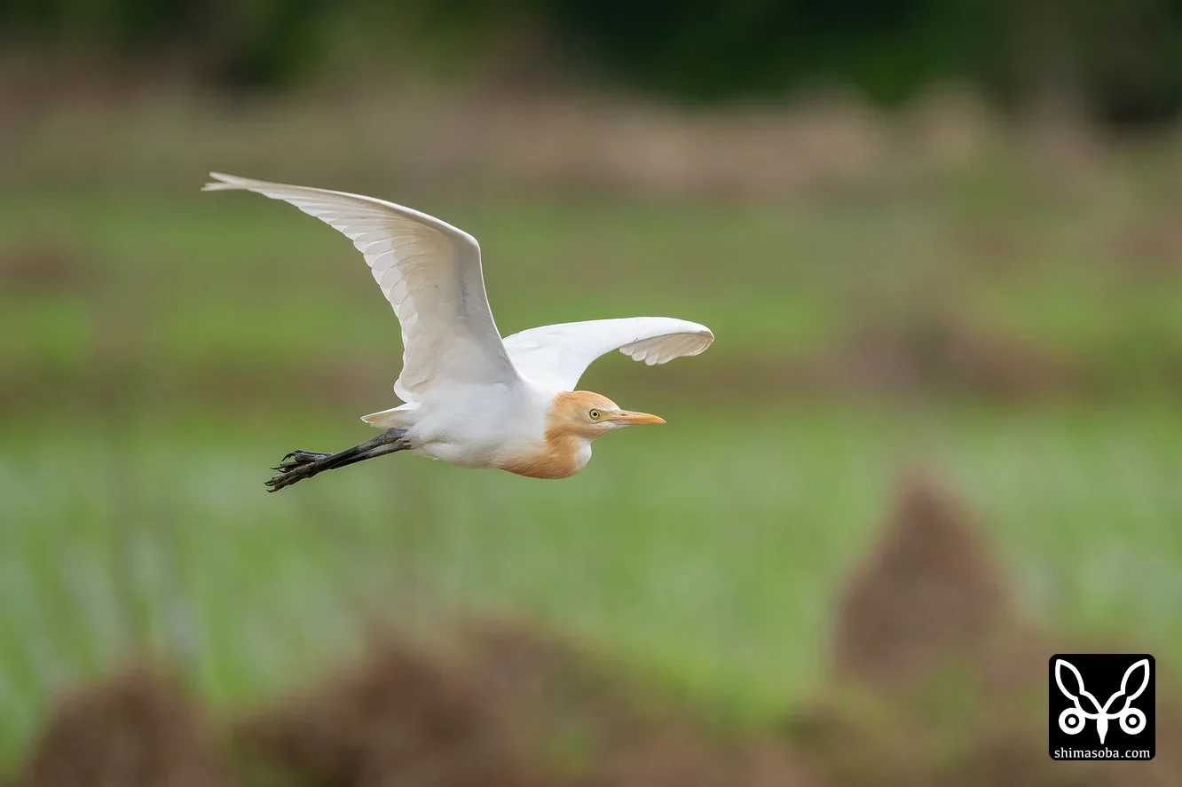 アマサギ