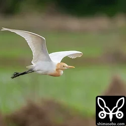 アマサギ