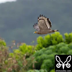 カンムリワシ