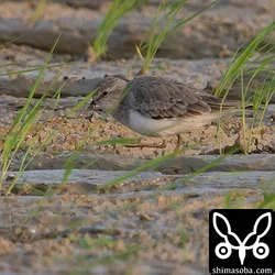 オジロトウネン成鳥冬羽。3羽がコチドリの群れと行動を共にしていました。