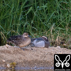 シマアジのオス成鳥(右)とメス成鳥。両方とも生殖羽。