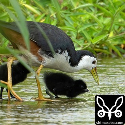 水路に潜む水棲生物をつまんではヒナに与える親鳥。
