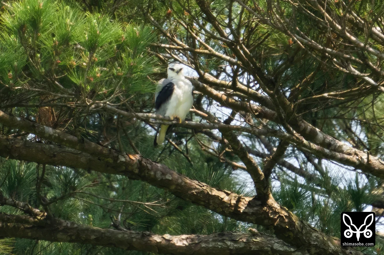 カタグロトビ