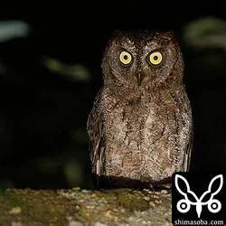 リュウキュウコノハズク
