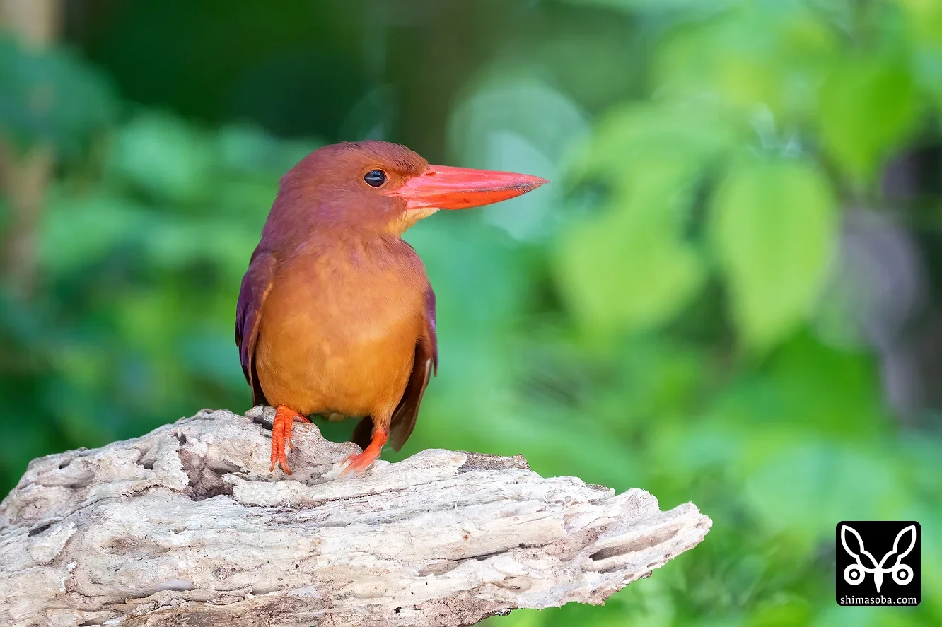 リュウキュウアカショウビン