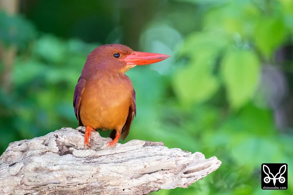 リュウキュウアカショウビン