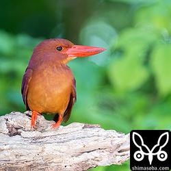 リュウキュウアカショウビンの成鳥メス。