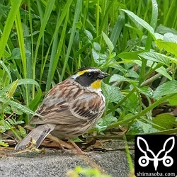 ミヤマホオジロ
