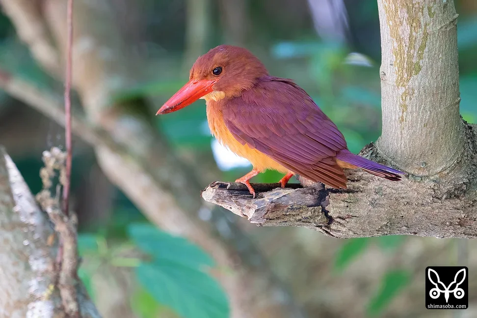 リュウキュウアカショウビン