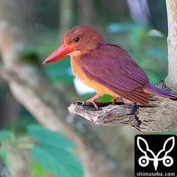 リュウキュウアカショウビン
