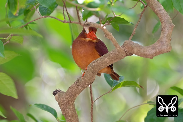 リュウキュウアカショウビン