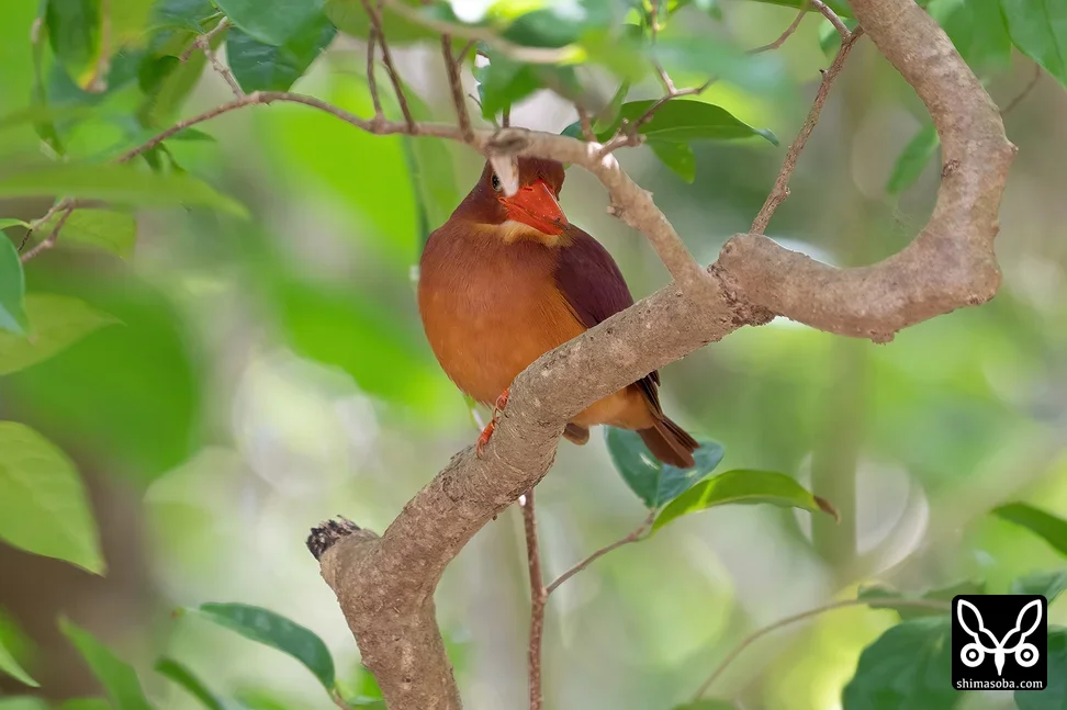 リュウキュウアカショウビン