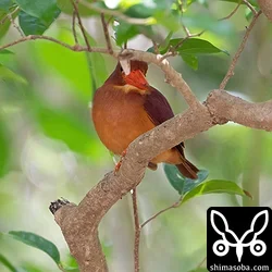 リュウキュウアカショウビン