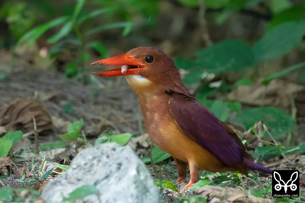リュウキュウアカショウビン