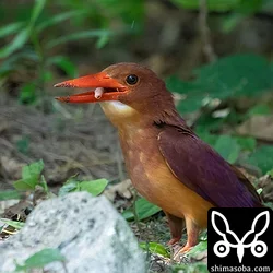リュウキュウアカショウビン