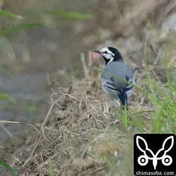 タイワンハクセキレイ
