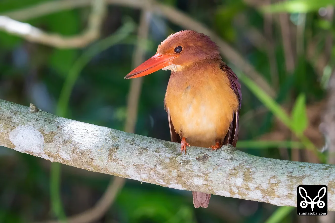 リュウキュウアカショウビン