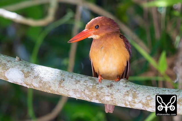 リュウキュウアカショウビン