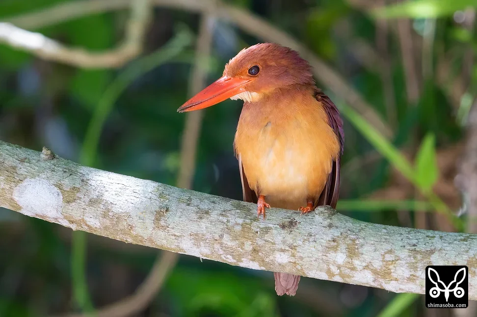 リュウキュウアカショウビン