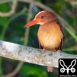 リュウキュウアカショウビン