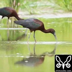 ブロンズトキ