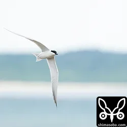 ハシブトアジサシ