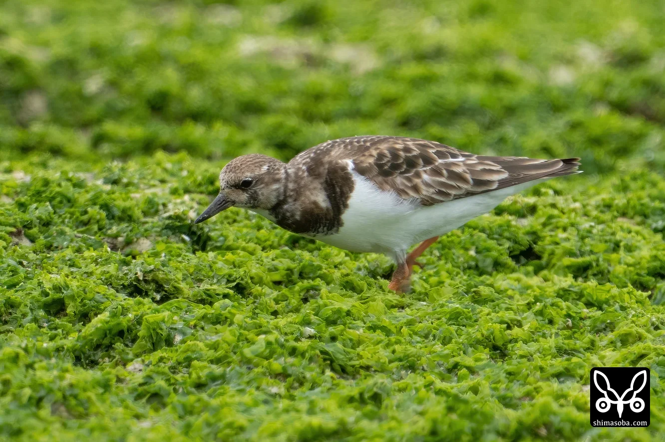 キョウジョシギ