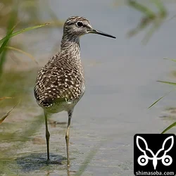 タカブシギ