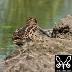 チュウジシギ