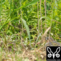 手前にぼんやり写るメスに見守られながら造巣するオスが草の陰にわずかに見えました。