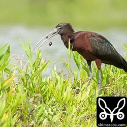 ブロンズトキ