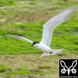 河口には夏羽に変わったハシブトアジサシが飛来。