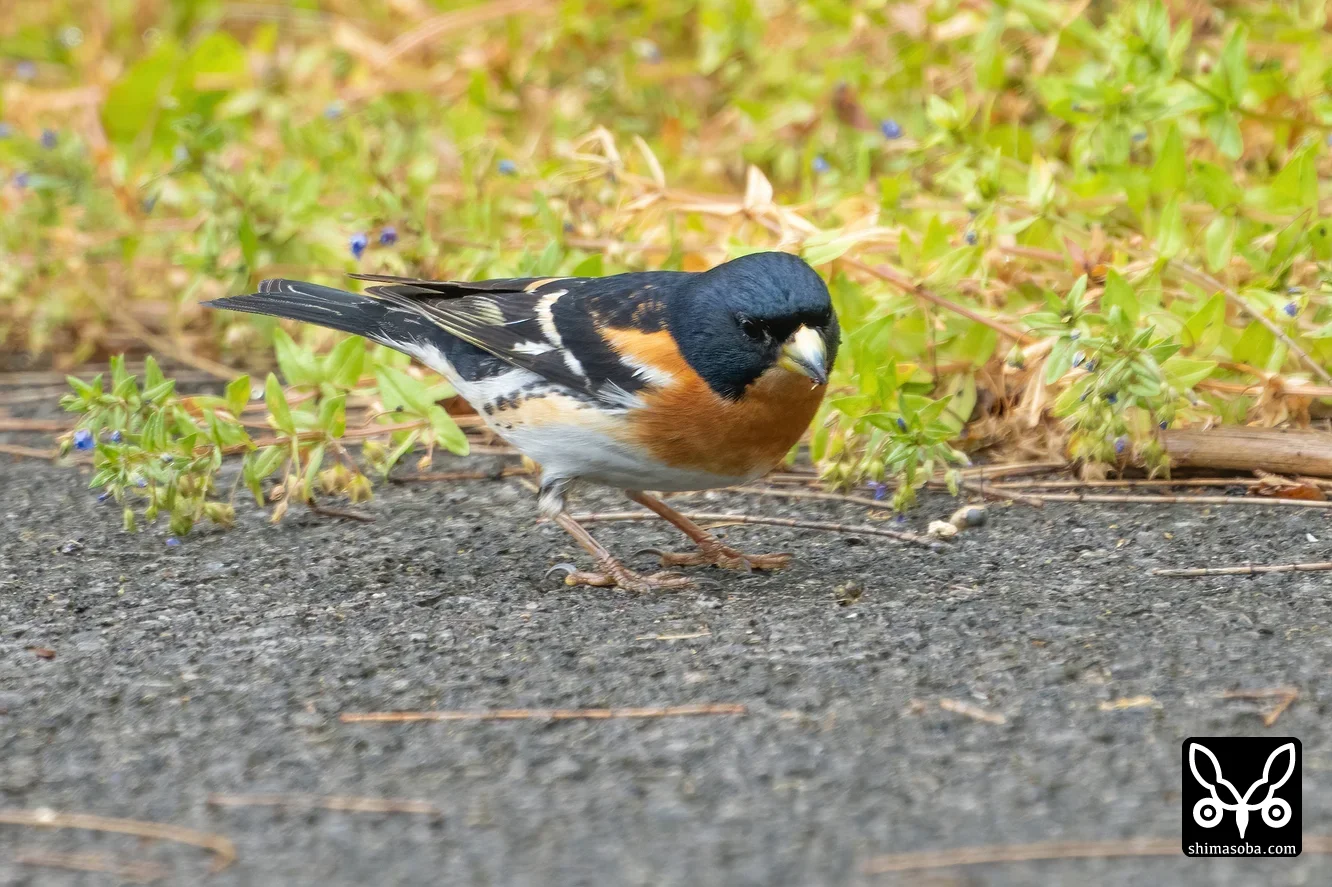 アトリ