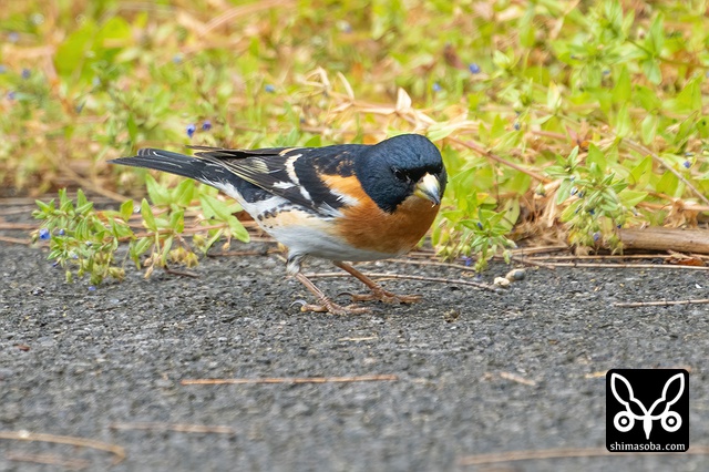 アトリ