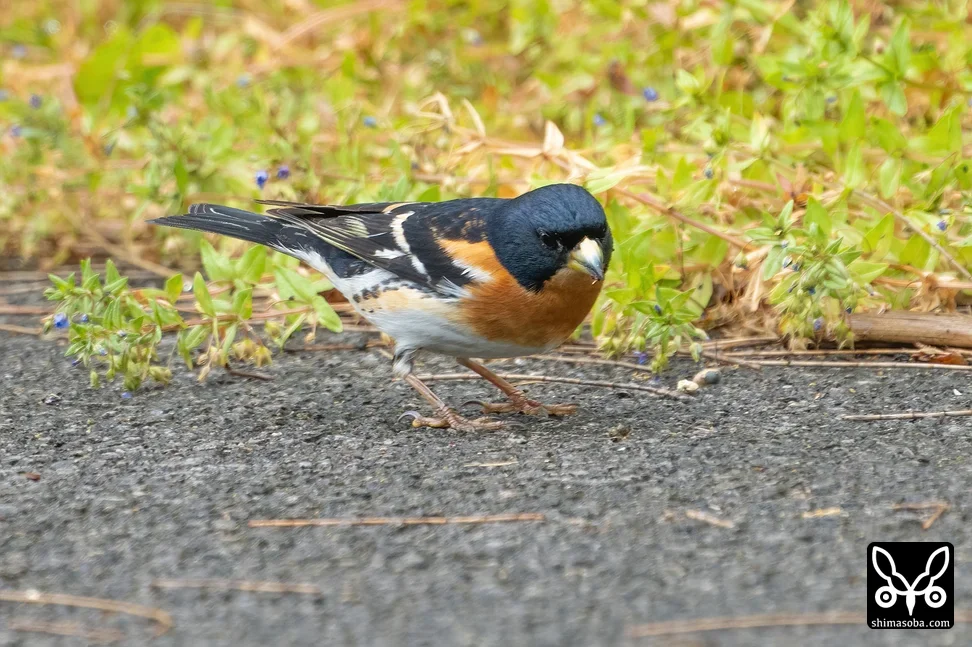 アトリ
