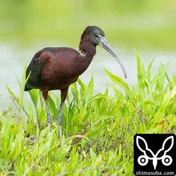 3日分の鳥見成果。今季初のチュウジシギ、ブロンズトキ、キリアイ、サルハマシギなど