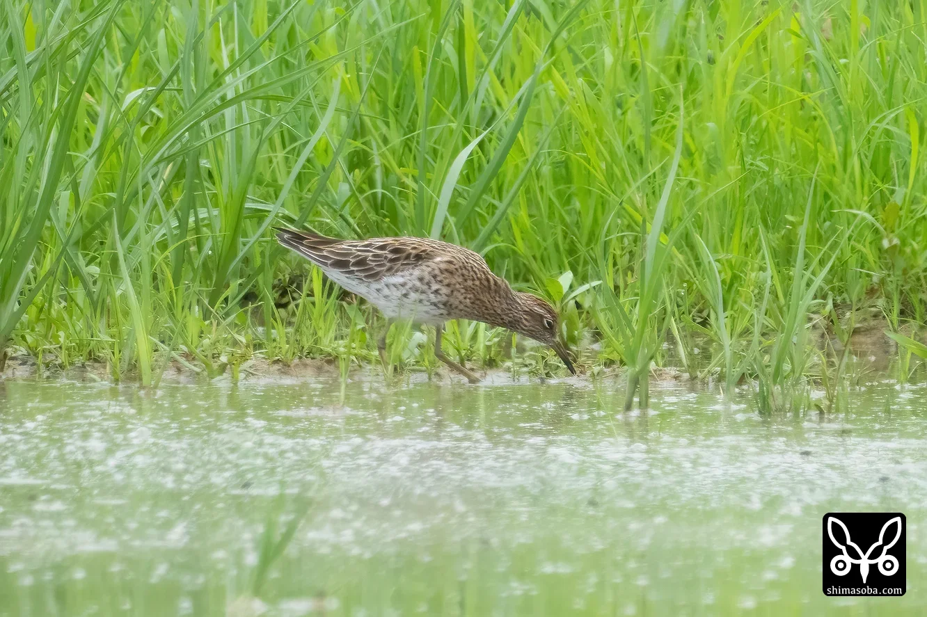 ウズラシギ