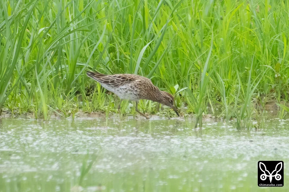 ウズラシギ