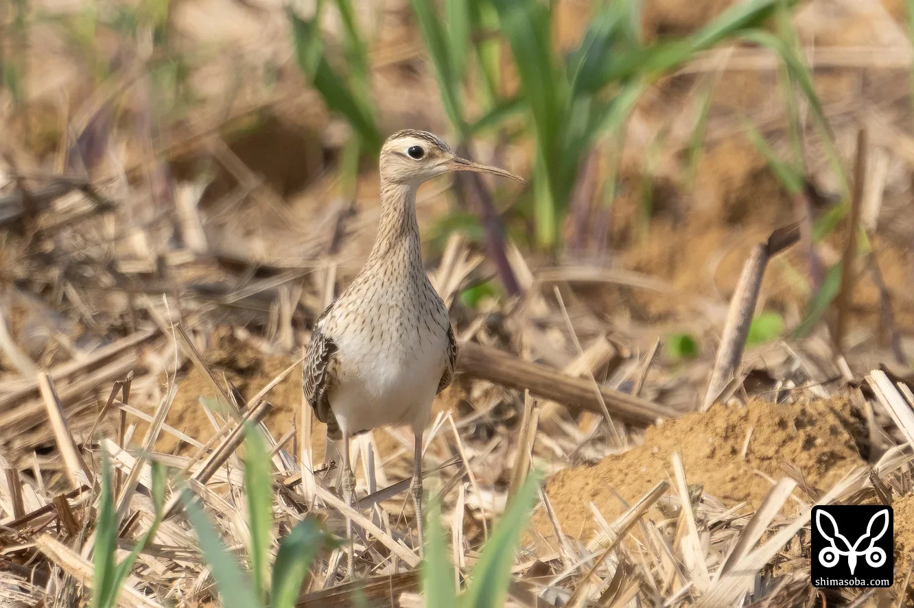 コシャクシギ