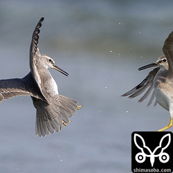 キアシシギの空中戦。左が成鳥で右は幼鳥です。