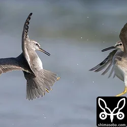 キアシシギの空中戦。左が成鳥で右は幼鳥です。