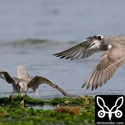 成鳥(右)が幼鳥を追い払います。